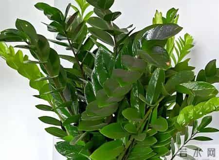 金钱树一两年不长芽？根源就3点！3招激活块茎，2-4周冒满新芽！