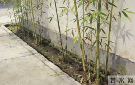 隔壁把我家地抹水泥做车位，我不闹种20株毛竹，三年后他全家搬走