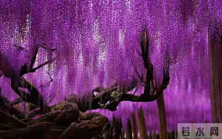 6种长寿花，建议养一盆，养成老桩价值高，开花更有“好兆头”