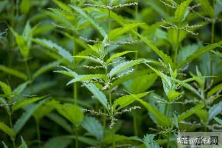 猎杀吧少年——（八十九）奇怪的人影