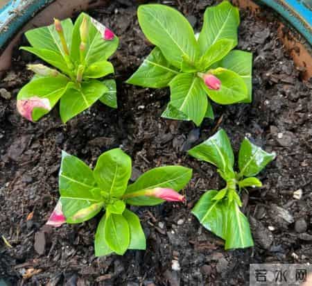 “死不了”的5种花,越冷越适合扦插,沾土就活,1个月开花