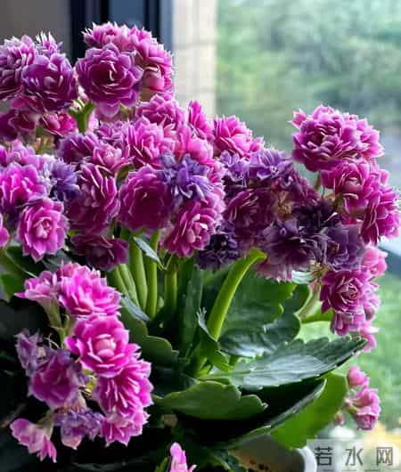 32个长寿花品种,全是当下流行的,品种控们的最爱