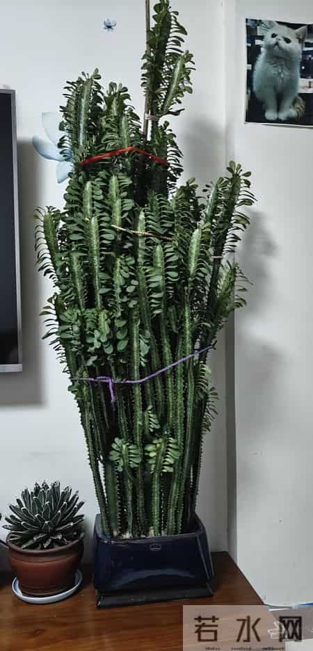 山东一大伯，“小盆”养10年的龙骨，已经长到房顶：太壮观了！