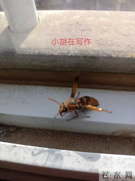 大收场！一个东北民工1月24号日记。