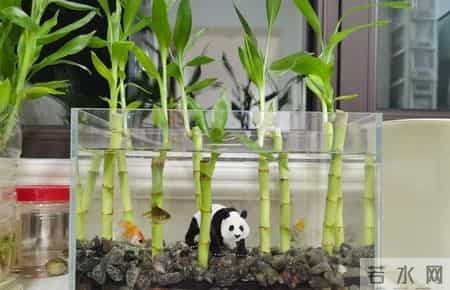 上海一男子,因“鱼缸养富贵竹”火了,网友:这该死的治愈感~