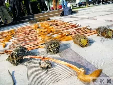 判赔960万! 2020年, 江苏男子用猎夹抓12000多只, 专家- 每只赔800元