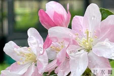 妻子再次生气回去娘家后，我决定离婚，但我父母希望我谨慎考虑