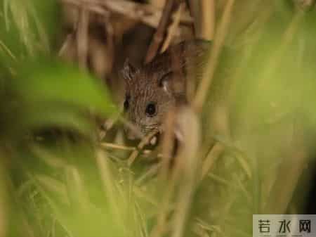 1只都不能抓！海南男子用笼子抓57只，连皮带肉放冰箱