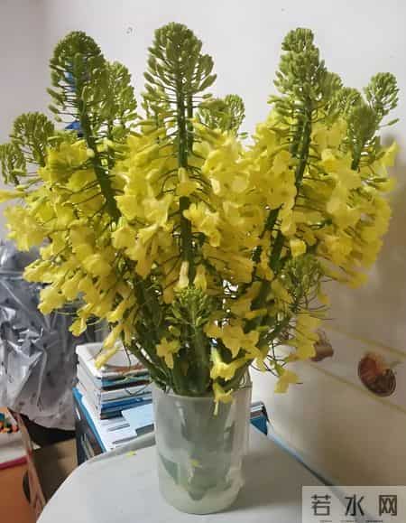 浙江一女子因“水培西兰花”走红，引80万人围观，网友：咋养的~