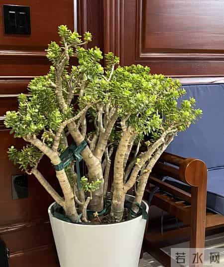 四川一女子晒妈妈“养33年玉树王”：阳台快被压塌了，快搬走！