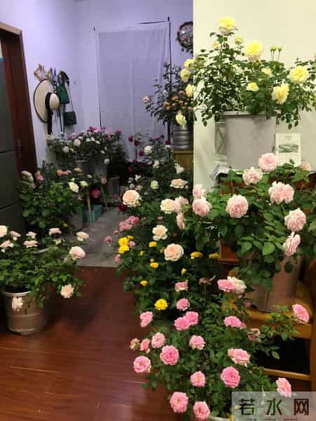 男子吐槽“老婆养花”愁坏了，家里搞的像灵堂，网友：病态，没治