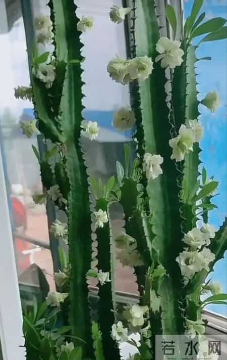 山东一大伯，“小盆”养10年的龙骨，已经长到房顶：太壮观了！