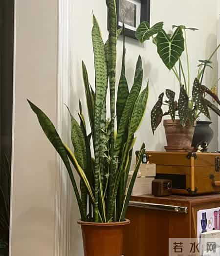 虎皮兰爱喝它，浇水时加一勺，叶片肥厚，一次冒十个芽