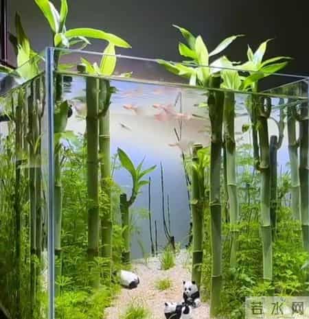 上海一男子，因“鱼缸养富贵竹”火了，网友：这该死的治愈感~