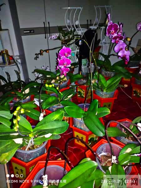 蝴蝶兰永不烂根的惊天妙法终于被一位疯狂喜欢蝴蝶兰男子发现了