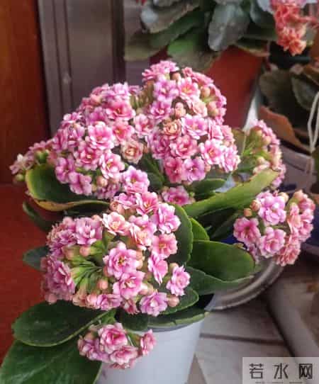 北京一阿姨,把长寿花养成巨无霸,爆花1万朵,太美太壮了!