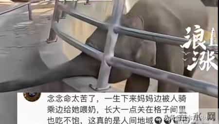 西双版纳动物园小象被虐后续：遭虐三年手段残忍，园方处罚太轻了