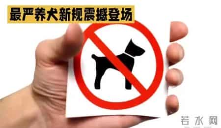 你的宠物狗，凭什么让他人付出代价？