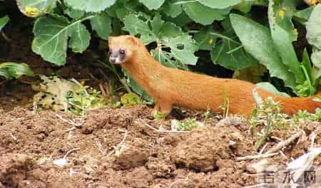 判赔960万! 2020年, 江苏男子用猎夹抓12000多只, 专家- 每只赔800元