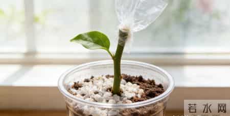 一张表搞定全年扦插！再也不怕养啥死啥