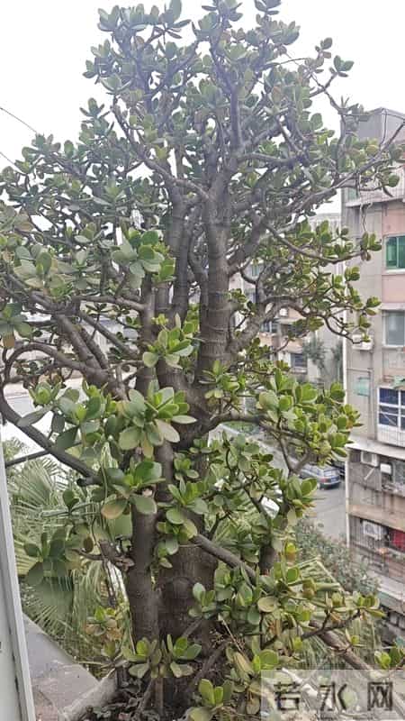 四川一女子晒妈妈“养33年玉树王”：阳台快被压塌了，快搬走！