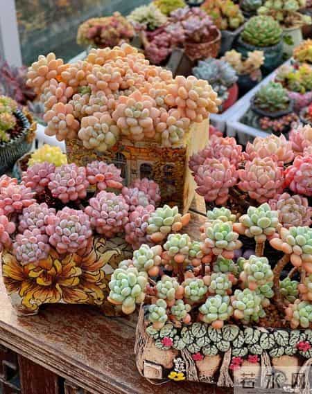 湖南一太太，因“多肉流下阳台”走红，网友：一泻千里真壮观！