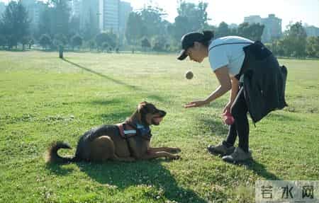 你的宠物狗，凭什么让他人付出代价？