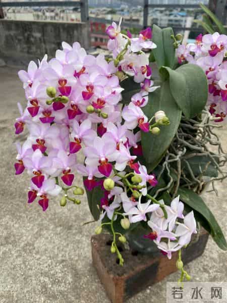 女子养6年的蝴蝶兰，爆花成树兰，网友：牛人养牛花，又被种草了