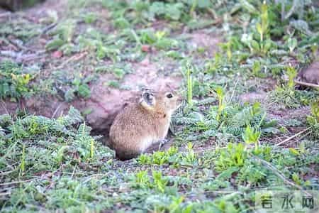1只都不能抓！海南男子用笼子抓57只，连皮带肉放冰箱