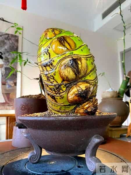 女子晒老公养的花,贵还难看,一言难尽咋劝退,网友:其实不丑