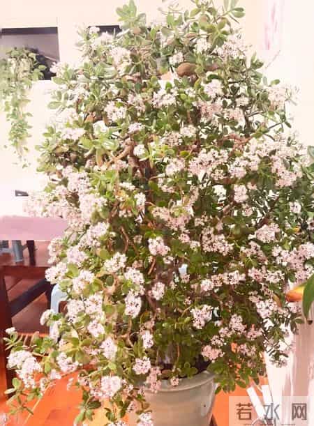 玉树最爱喝“它”,浇水时加一勺,叶片肥厚枝干壮,养几年就开花