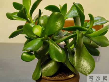 玉树最爱喝“它”,浇水时加一勺,叶片肥厚枝干壮,养几年就开花