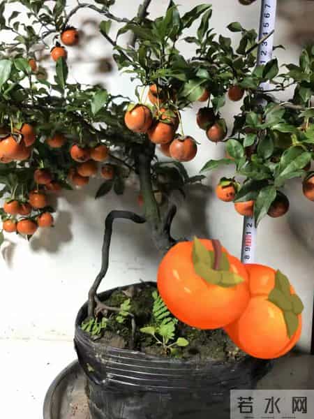 6种长寿花，建议养一盆，养成老桩价值高，开花更有“好兆头”