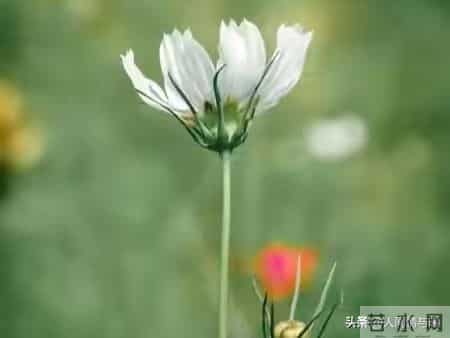 别只会亲吻拥抱！触碰女人这一软肋，才会让她彻底为你沦陷