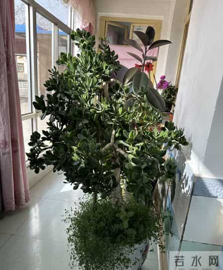 四川一女子晒妈妈“养33年玉树王”：阳台快被压塌了，快搬走！