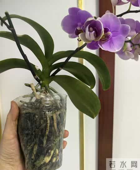 山东一女子，用“极简方式”养蝴蝶兰，年年都复花，网友：神了！