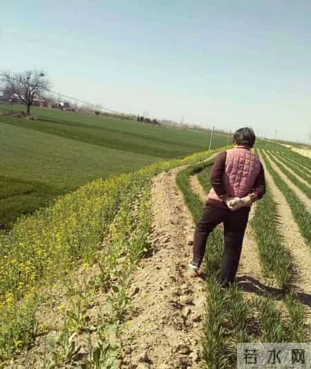 70岁邻居的白酒擦身小方法，帮老妈摆脱关节疼，半个月就见效果
