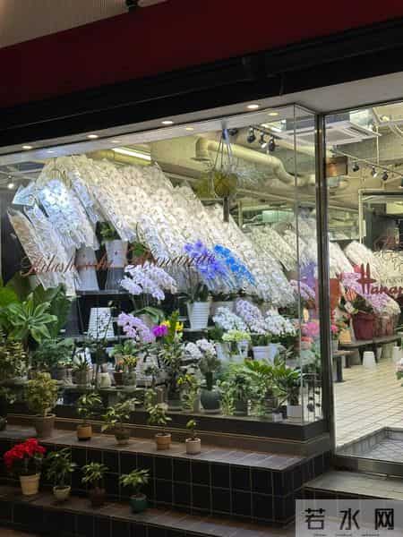 男子晒“公司乔迁的蝴蝶兰”,网友:想哭,上班如上坟具象化了~