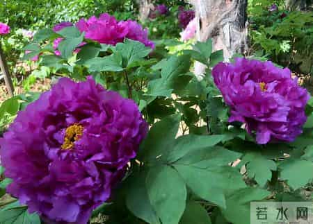 6种长寿花，建议养一盆，养成老桩价值高，开花更有“好兆头”