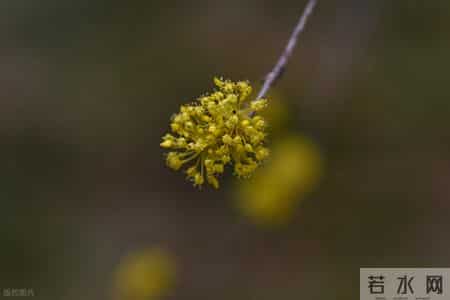 糖尿病人无论患病多久，一定要记住这3味药，用好了血糖越来越稳