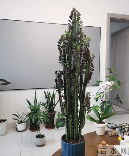 山东一大伯，“小盆”养10年的龙骨，已经长到房顶：太壮观了！