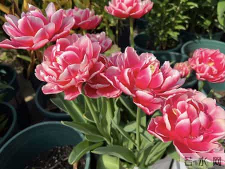 这就是大名鼎鼎的“世界花后”，六个国家尊它为国花，开花是真美