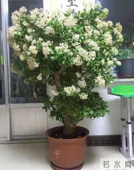 6种长寿花，建议养一盆，养成老桩价值高，开花更有“好兆头”