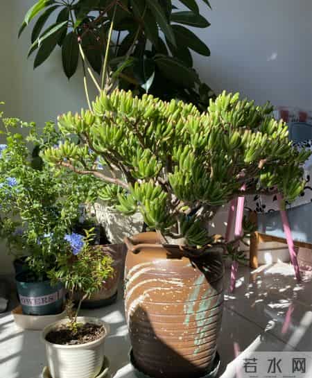 北京一阿姨养15年吸财树“成精了”,型美叶艳:妥妥发财长寿树!