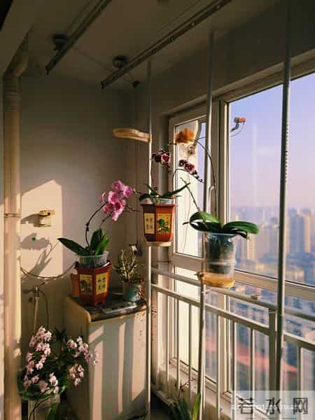 河北一兰花爱好者用暴晒法竟然养出了一人高的爆花爆根蝴蝶兰