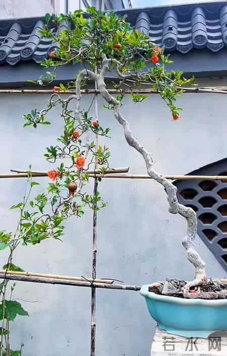 福建一男子养的“石榴小桩景”,22万都不肯出手:他说这才是未来