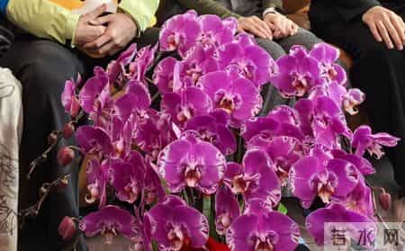 山东一女子，用“极简方式”养蝴蝶兰，年年都复花，网友：神了！