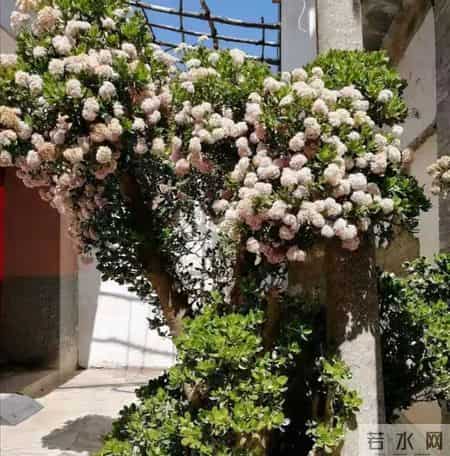 6种长寿花，建议养一盆，养成老桩价值高，开花更有“好兆头”