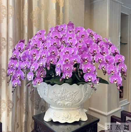 养花10年，我发现这9种花是最适合室内养的