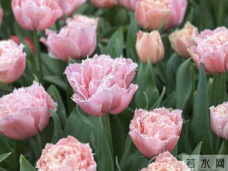 这就是大名鼎鼎的“世界花后”，六个国家尊它为国花，开花是真美